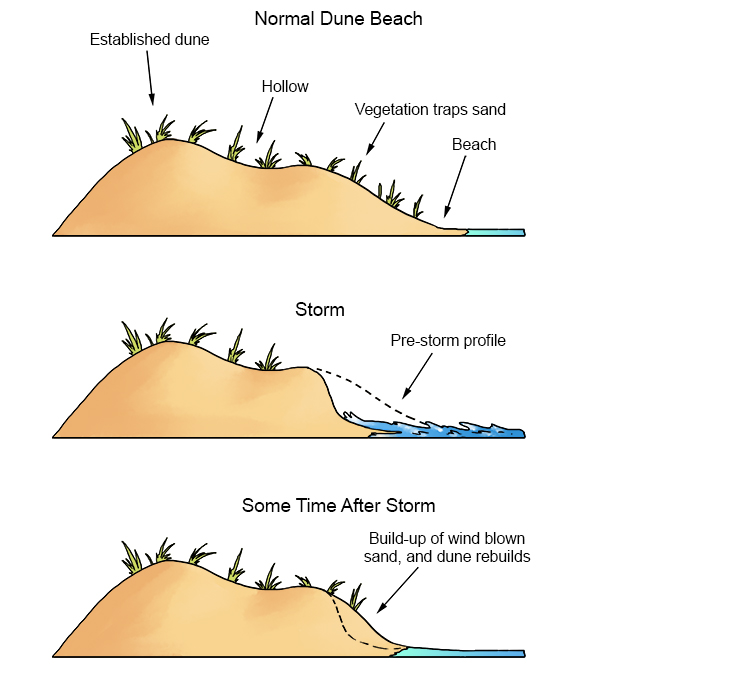 We all know what sand dunes are but how are they formed?